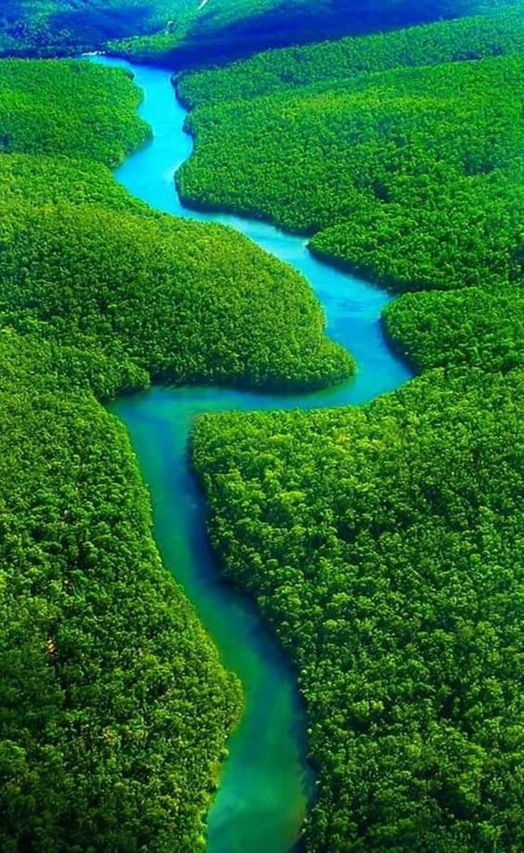 Amazon Rainforest