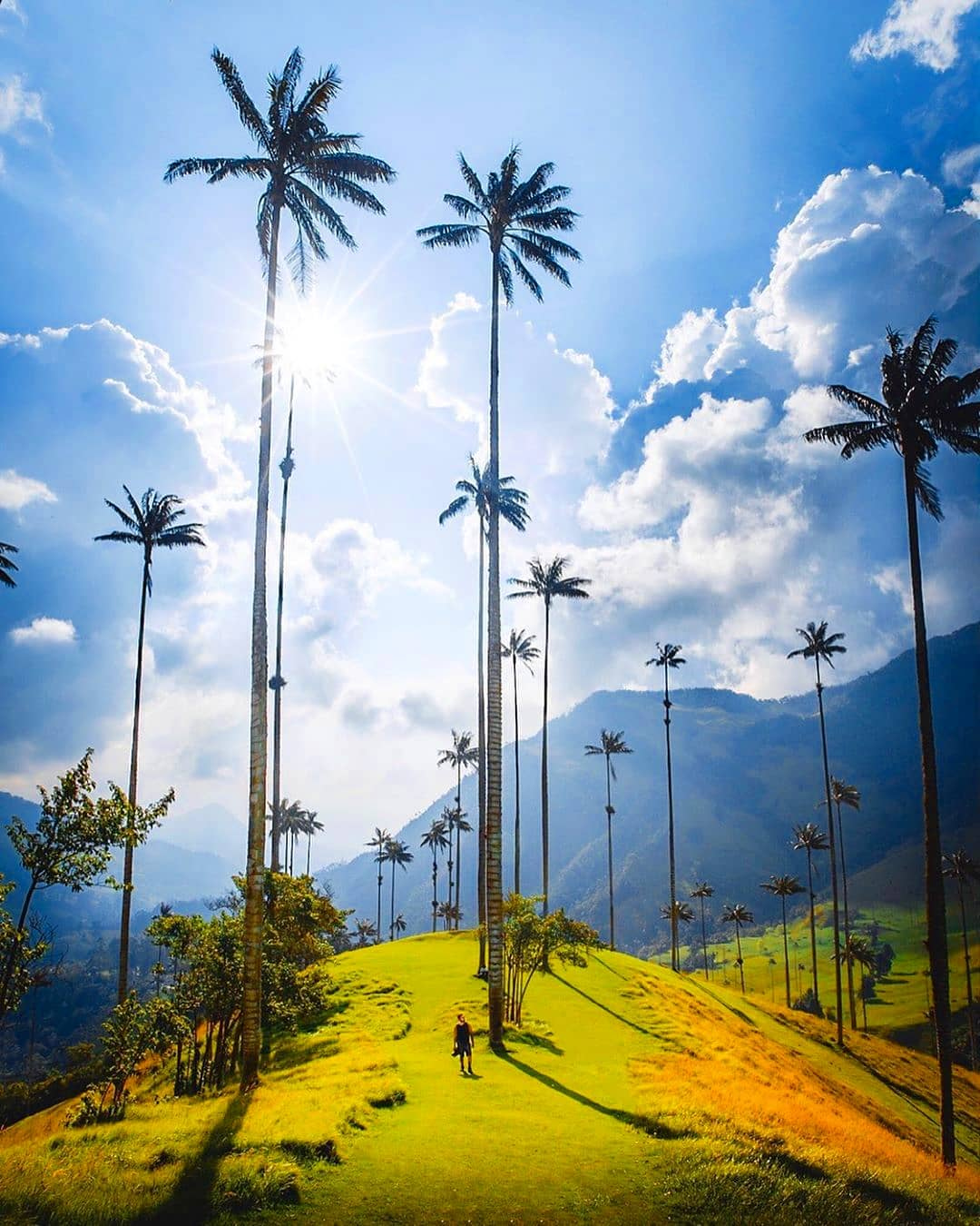 Cocora Valley