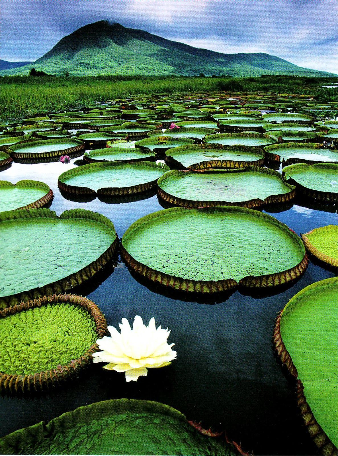 Pantanal